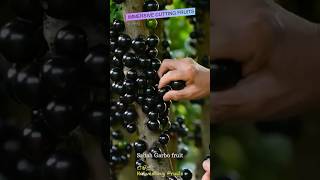 🫐🍒harvesting fruits, cutting fruits, farming life #nature🦜#satisfying #relaxing #shorts #viral