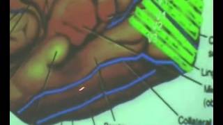 Brain Functional Areas 4-Occipital Lobe - Sanjoy Sanyal