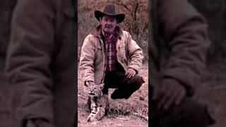 2 cats in one day  #bobcats #lionhunting #lionhunters #lionhunt #hounddogs #mountainlion #hound