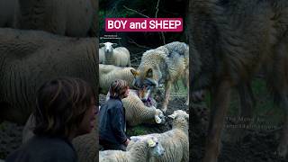 The Consequences of lying #story #boyandsheeptale #talestory #boy #sheep