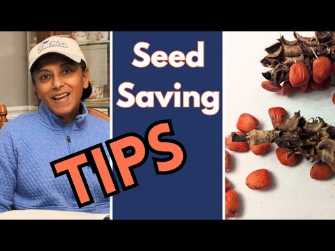 How I SAVE MONEY By Saving Seeds