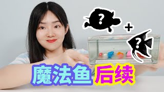 孵化魔法魚後續來啦！已經出生11天了，小魚長多大了？ 【妙藝手工】