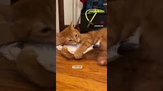 My can’t won’t be truffled. #shorts #dailyfunny #gingercats #funnycats #catsshorts #funnyvideo