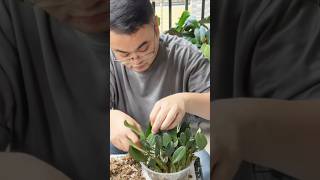 Very Secret tips after repotting orchid plant with useful ideas #orchid🌵🌵🌵🌵🌱🌳🌳🌳