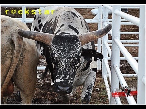 Bucking Bulls with Bucking Dummy