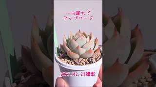 紅葉過程に密着取材21