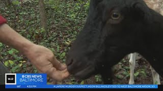 Towson University unleashes goats to munch away at invasive species