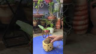 Just think 🤔💕 & New plants☘️ New idea 💡 #like #art #bonsai #beautiful #plants #homedecor #subscribe
