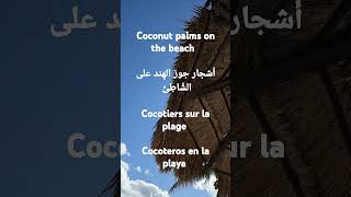 "Coconut palms on the beach" in Arabic, English, French, Spanish #languagelessons #languageacademy