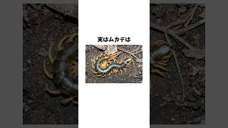 ムカデの雑学　#ムカデ #虫 #雑学 #豆知識 #animals #昆虫 #1分雑学 #雑学王 VOICEVOX:青山龍星