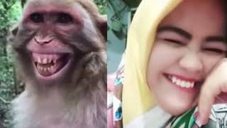 Hilarious Troll Prank on Dogs with Fake Lion and Tiger & Huge Box Surprise