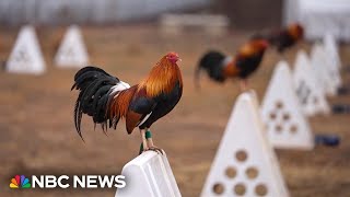 'This is rooster country:' Oklahoma farmer recalls cockfighting days