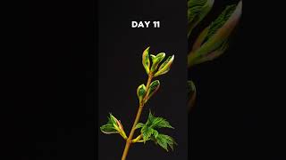 0 to 25 Day Live Growing Tree 🌴🌴 #4khdr #shortsvideo