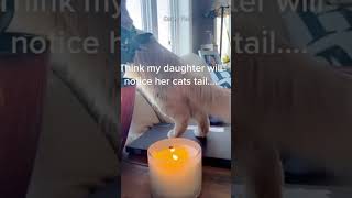 #cat #funny #happycats #catmemes #music #memes #trending #trendingshorts #new #reels