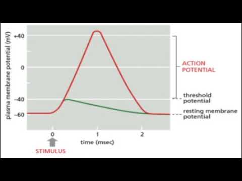 Membrane Depolarization and Action Potential along the Membrane (BIOS 041)