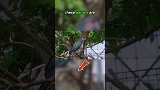 Top Ten Creatures from the Jungles of Papua New Guinea: Pesquet’s Parrot