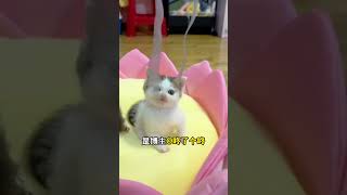 😽盘点全网最火猫meme原型，你知道几个❓  #貓咪 #cat #猫meme #猫meme小剧场 #猫咪冷知识 #萌宠 #萌寵
