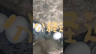 屈斜路湖オヤコツ地獄で地獄卵！音楽: Malibuミュージシャン: jiglr