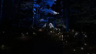 现实版奇幻森林！夜晚的灯光魔法太震撼了✨(上) #Foresta Lumina