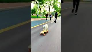 A talented dog / Best video every day #219