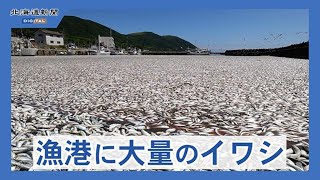 漁港に大量のイワシ打ち寄せ　函館市釜谷