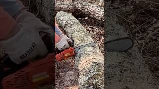 Mighty Echo 2511T Chainsaw. #chainsaw  #echo. #2511 #felling