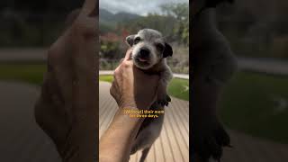 Senior Citizens Come Together To Rescue Seven Tiny Puppies | The Dodo