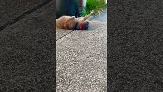 Yoga master in training 🐾#cat#catlover#catvideos