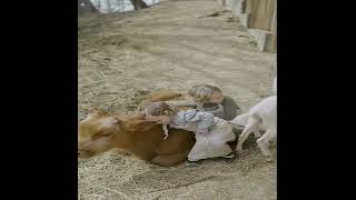 Mercy to Animals in Islam 🐾 | A Message to the World | BePositive