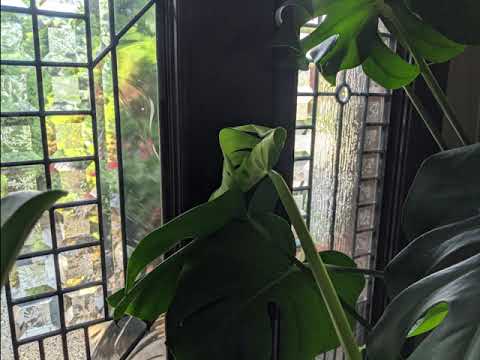 Time Lapse video