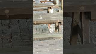 地域猫♯stray cat
