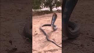 12 #snake #snakes #snakebites #snakesofinstagram #snakehead #snakeskin #snaketattoo #snakesofig #sna