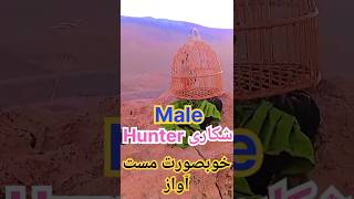 Shikari Chakor AwazBirds Singingشکاری چکورآواز@MerakLsyz02@Keklik-sesi-chakor-birds@WildFocus-