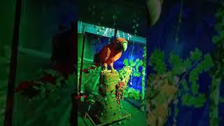 Robotic Animal Exhibition In Kakinada #youtubeshorts #shorts Ramya sweet home vlogs