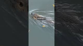 Chubby little diggers. The water vole is on the threat of extinction!