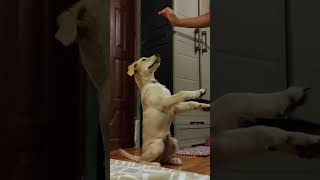 GOLDEN RETRIEVER LEARNING TO SIT PRETTY