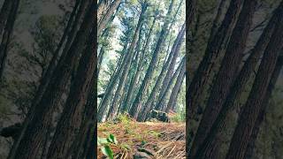 Diyathalawa sri lanka  :දියතලාව#travel #beautiful #youtube #shorts #video #srilanka #love #nature