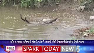 વડોદરા નજીક ધનિયાવી ચોકડી પાસે બે સાપની જોડી દેખાતા લોકો જોવા ઉમટી પડ્યા 2025 | Spark Today News