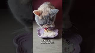 #cat #cattreats #cattopper #catfood