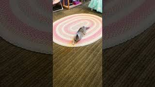 Zoomie crazy cat! #cat #cats #shorts #crazycats #cutecat