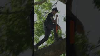 #tree #arborist #arboristlife #construction #certifiedarborist #treecare