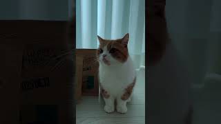 When Your Cat Subtly Demands Snacks#HungryCat #CatDemandsSnacks #SmartCat #CatLife #CatsBeingExtra