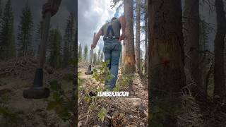 Forest management