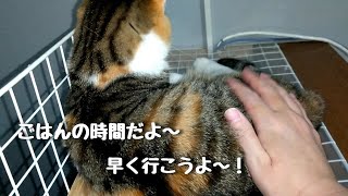 夕食だよ！なかなか降りてこない猫を呼びに行った。It's dinner! I went to call a cat that didn't come down easily 353