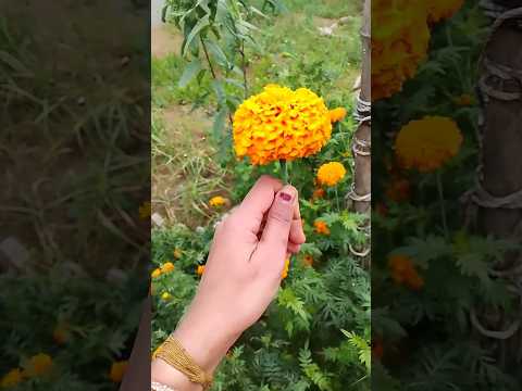 Benifits🤔 marigold flower plant #flowers #gardening #tips