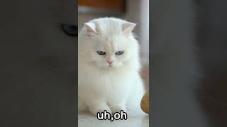 When the cat knocks the potato off… 😂😂 #FunnyCat #CatFail #PetHumor” #catlaughs