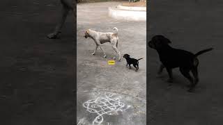Chutty Payyan Murattu Appa #ei360 #pet #petlover #dog #dogs #doglove #shorts #reel #funny