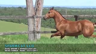 LOTE 07 - SPARKCAT LLB- 1° LEILÃO ESPECIAL GO LEILÕES