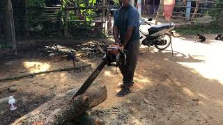 SAWING MILK FRUIT TREE WITH STIHL CHAINSAW
