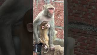Dudu piyenge❤️🐒🍼 #shortvideo #monkey #respect #funny #monkeylove #youtube #daily #like